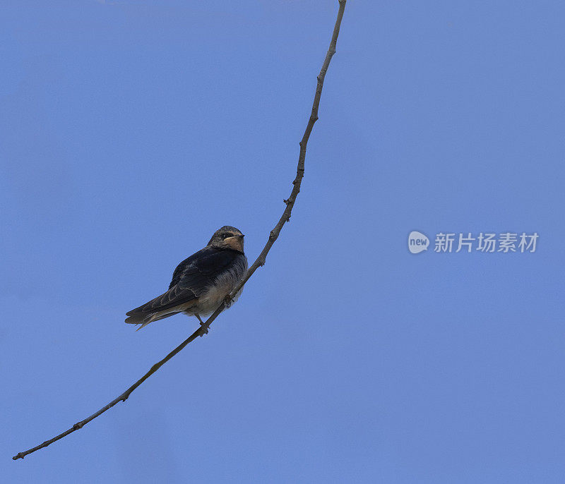 一只羽翼未丰的燕子，Hirundo rustica，